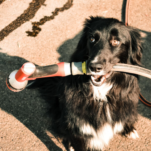 ANIS DES GONES – Distillerie de Lyon