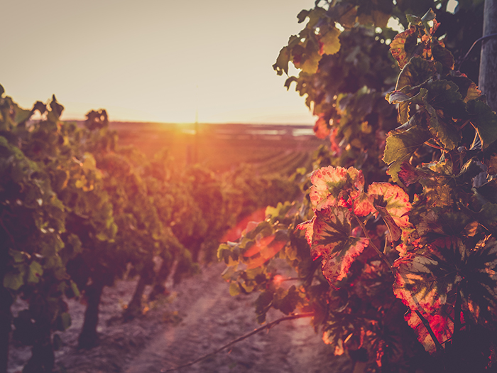 Château de la Négly