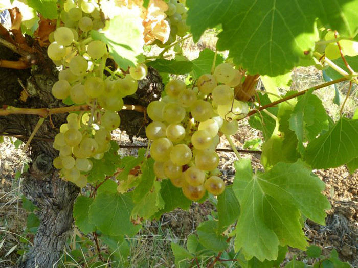 Château Saint-Esteve