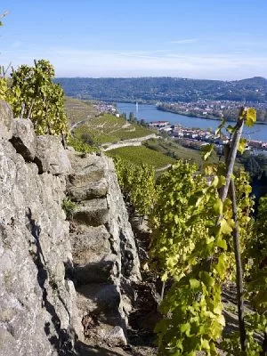 Долината на Рона