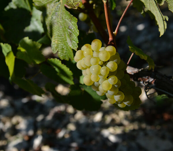 Domaine Raoul Gautherin