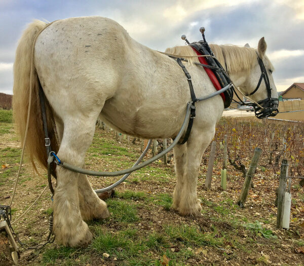 Domaine Raoul Gautherin