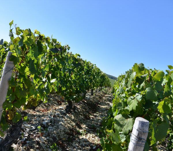 Domaine Raoul Gautherin