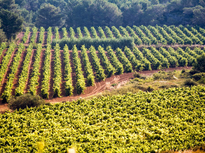 Domaine de Castelnau
