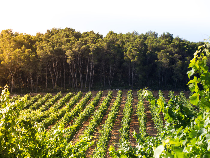 Domaine de Castelnau