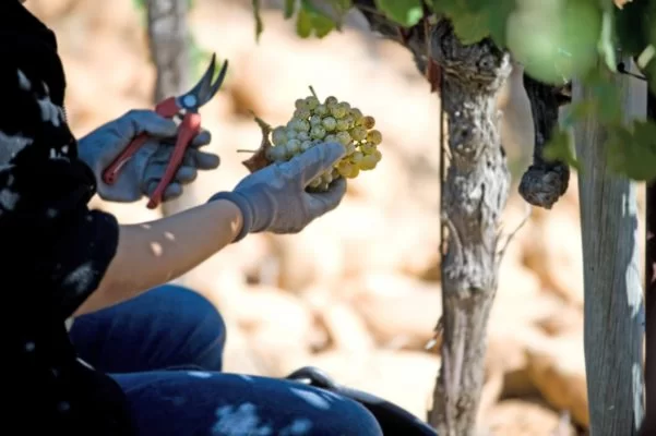 Domaine de la Mordorée