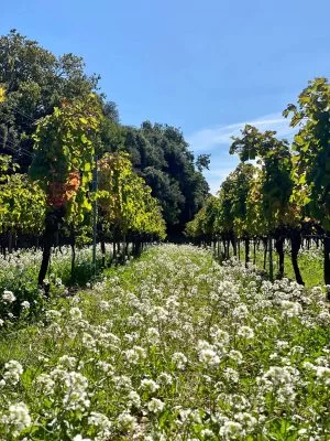 Domaine de la Mordorée