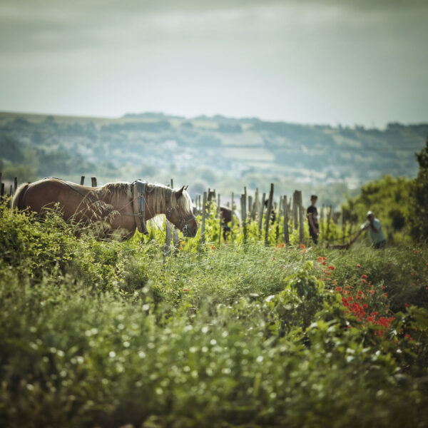 Domaines Paul Jaboulet Aîné