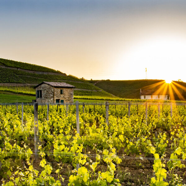 Domaines Paul Jaboulet Aîné