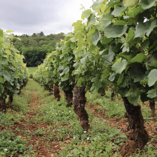 Domaine Jean Fournier