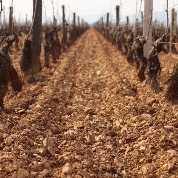 Domaine Jean Fournier