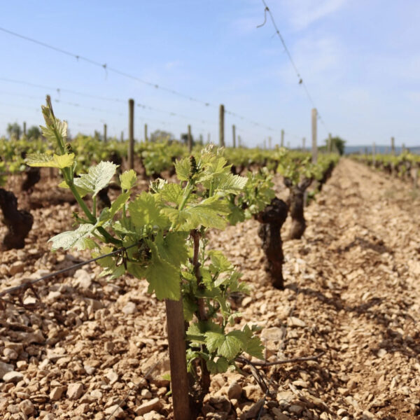 Domaine Jean Fournier