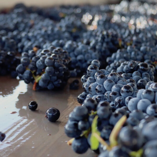 Domaine Jean Fournier